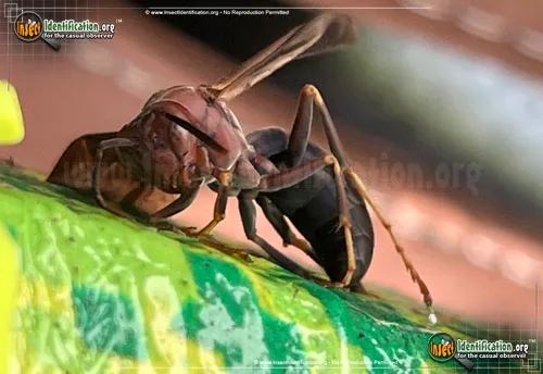 Metric Paper Wasp - photo 6