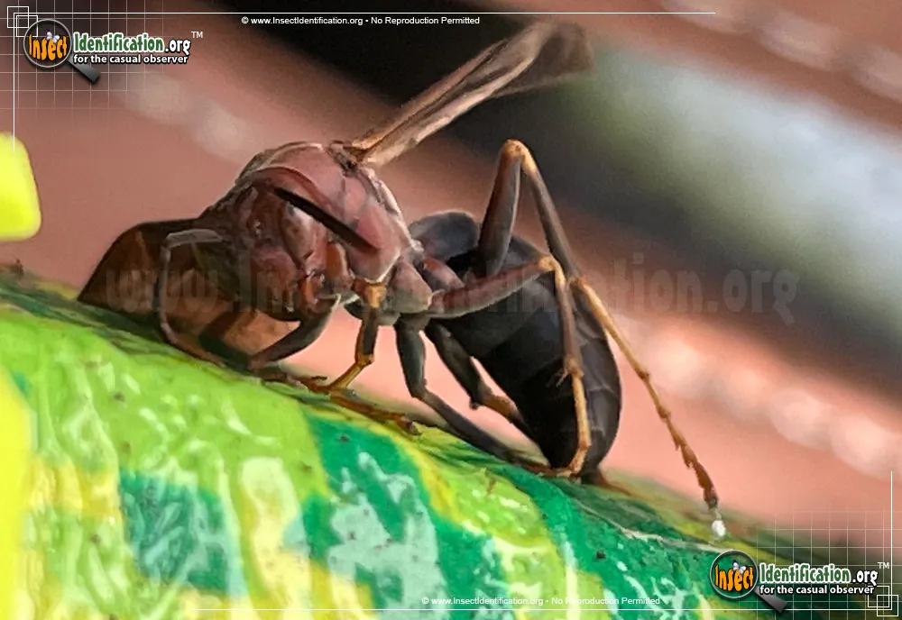 Metric Paper Wasp - photo 7