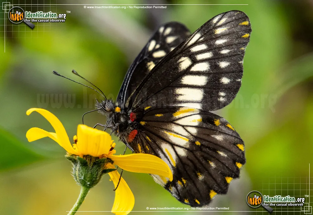 Mexican Dartwhite Butterfly
