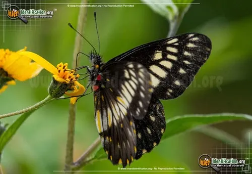 Mexican Dartwhite Butterfly - photo 4