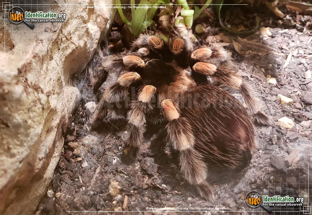 Mexican Orange-kneed Tarantula