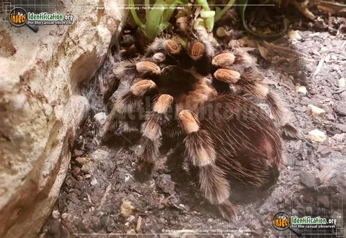 Mexican Orange-kneed Tarantula - photo 2