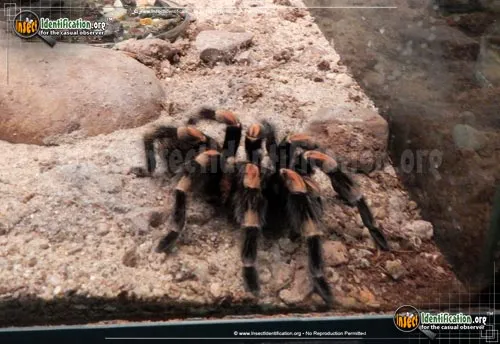 Mexican Orange-kneed Tarantula - photo 4