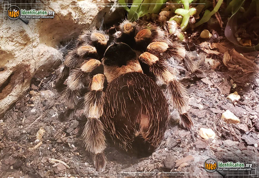 Mexican Orange-kneed Tarantula - photo 5