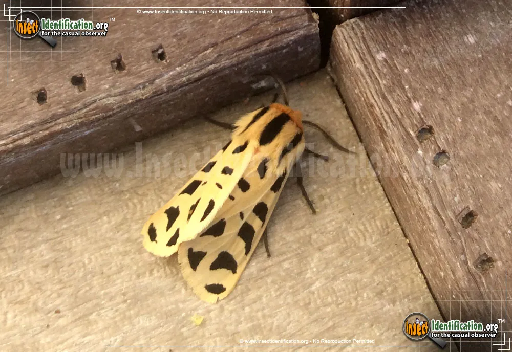Mexican Tiger Moth - Apantesis proxima