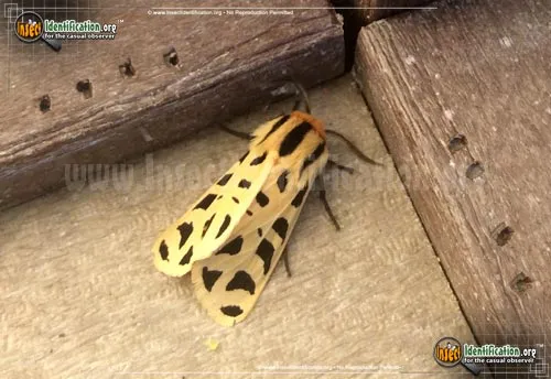 Mexican Tiger Moth - photo 2