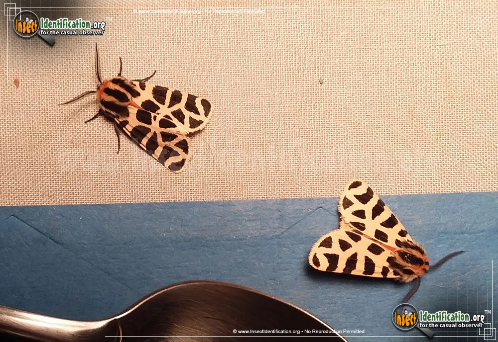 Mexican Tiger Moth - photo 3