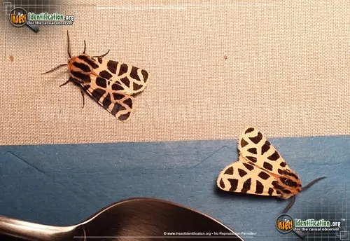 Mexican Tiger Moth - photo 4
