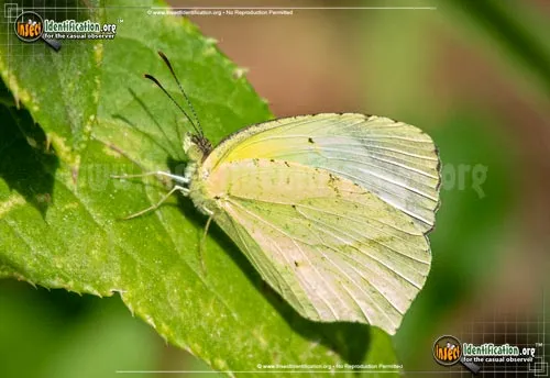 Mexican Yellow - photo 2