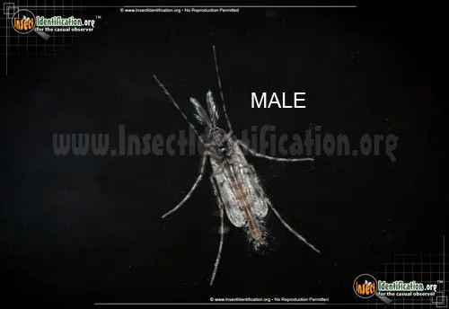Midge - photo 2