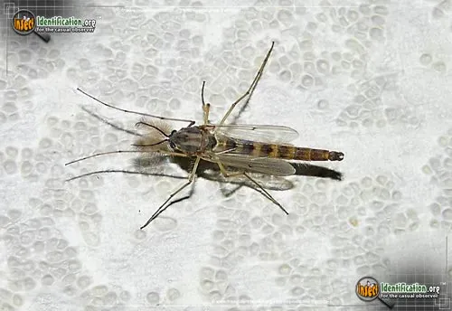 Midge - photo 2