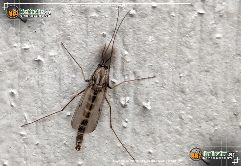 Midge - photo 3