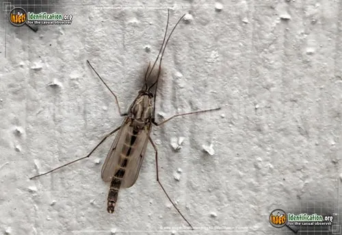 Midge - photo 4