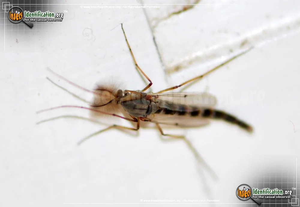 Midge - photo 5