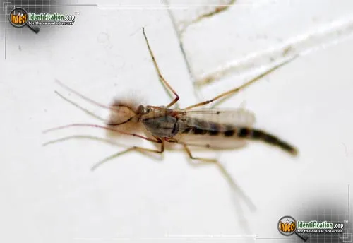 Midge - photo 6