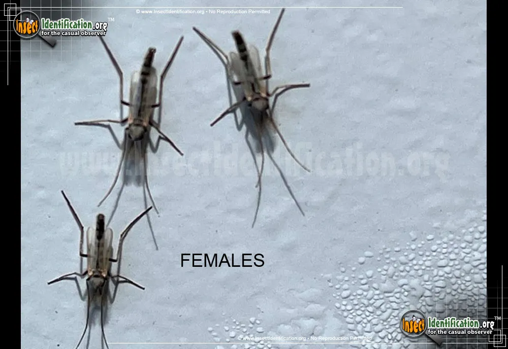 Midge - photo 7