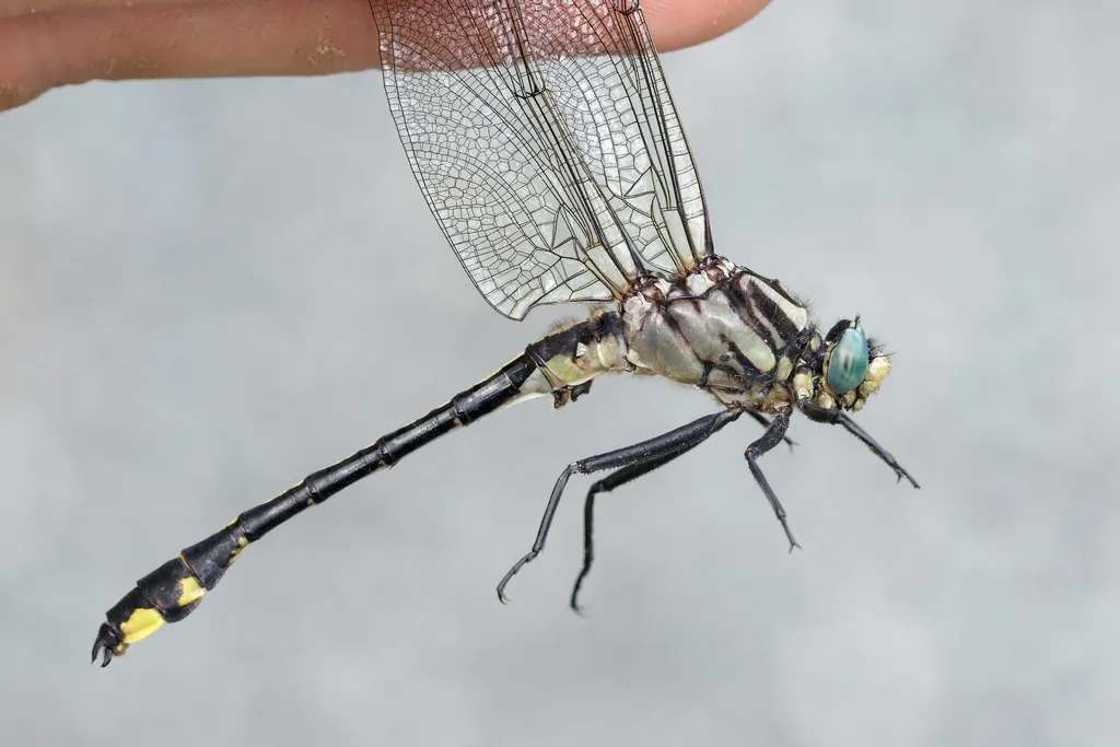 Midland Clubtail - photo 2