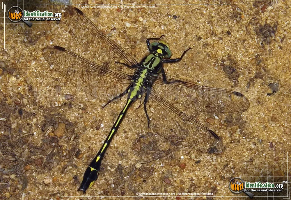Midland Clubtail - photo 3