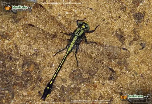 Midland Clubtail - photo 4