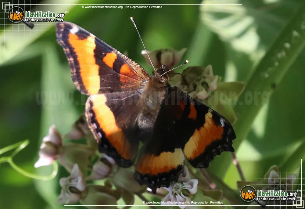 Milbert's Tortoiseshell Butterfly