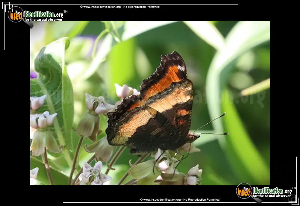 Milbert's Tortoiseshell Butterfly - photo 3