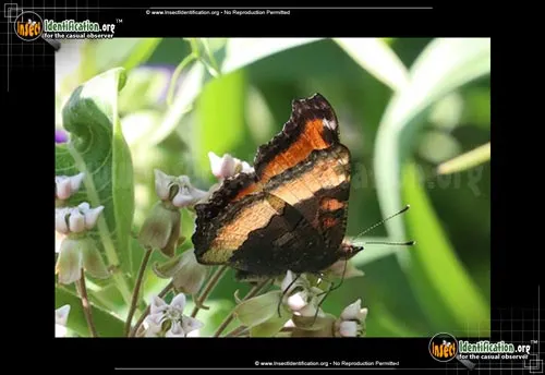 Milbert's Tortoiseshell Butterfly - photo 4