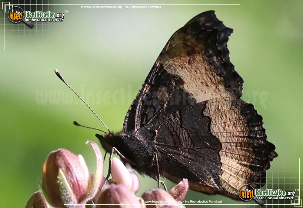 Milbert's Tortoiseshell Butterfly - photo 5