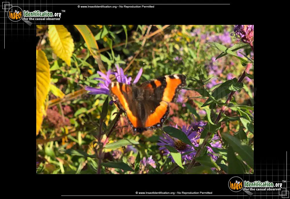 Milbert's Tortoiseshell Butterfly - photo 7