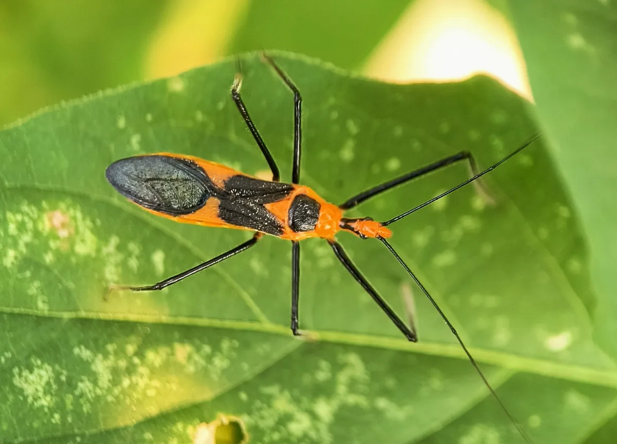 Milkweed Assassin Bug - photo 3