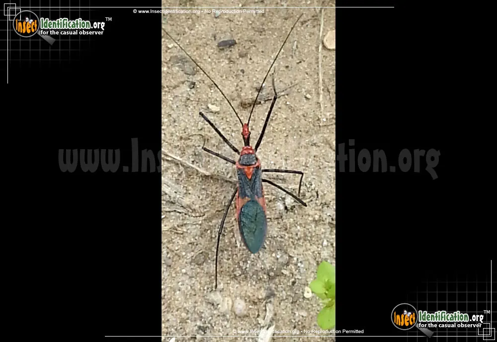 Milkweed Assassin Bug - photo 4