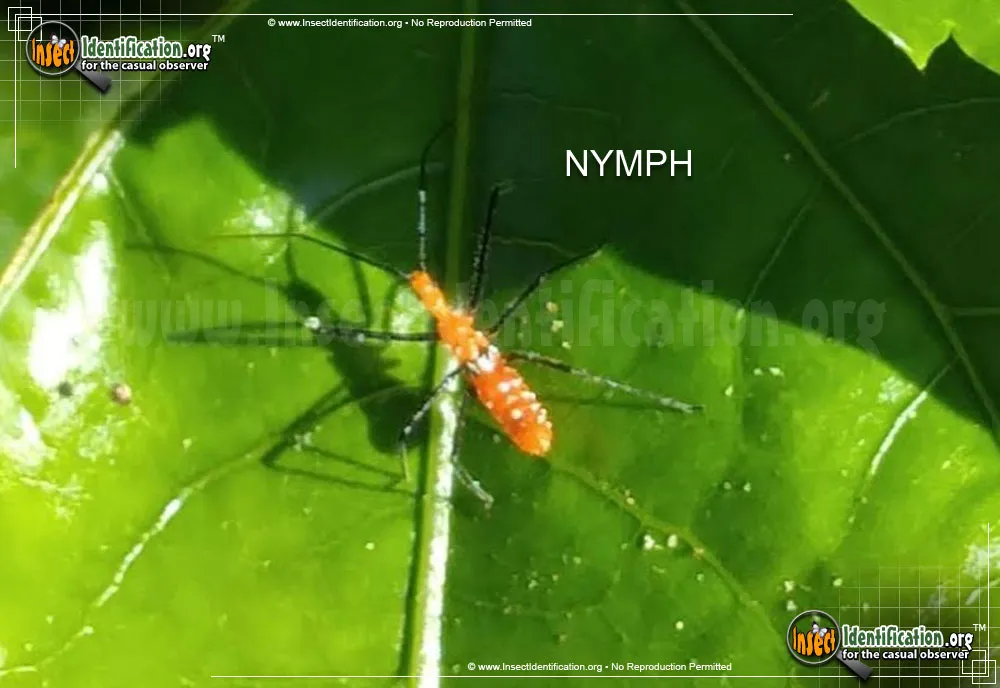 Milkweed Assassin Bug - photo 6