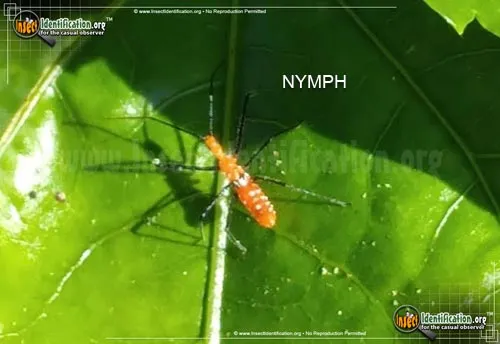 Milkweed Assassin Bug - photo 7