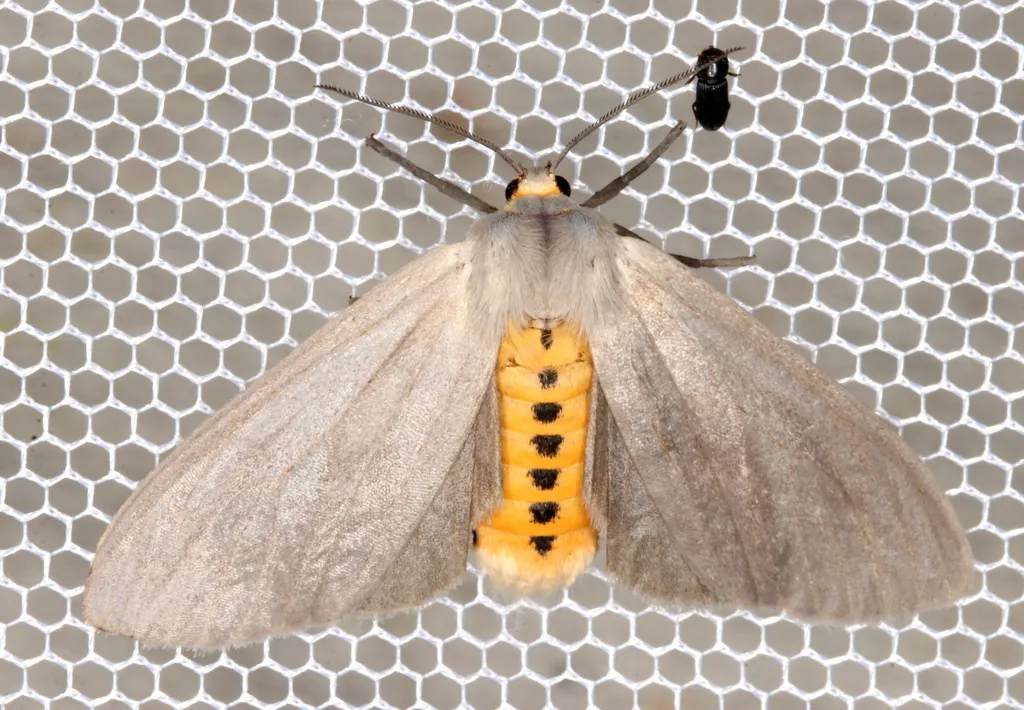 Milkweed Tussock Moth - photo 2