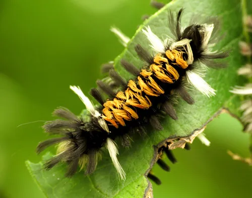 Milkweed Tussock Moth - photo 4