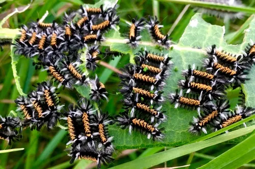 Milkweed Tussock Moth - photo 5