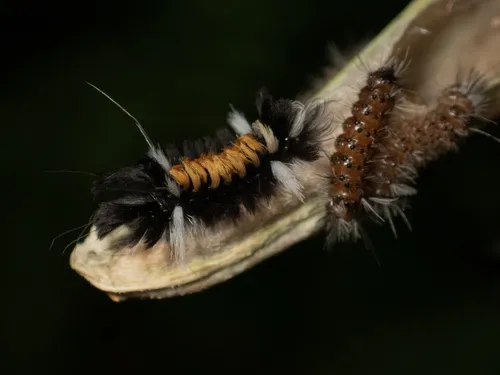 Milkweed Tussock Moth - photo 6