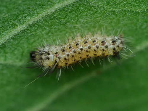 Milkweed Tussock Moth - photo 7