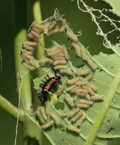 Milkweed Tussock Moth - photo 8