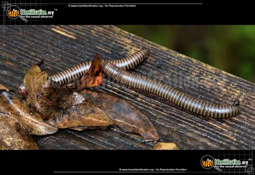 Millipede -Narceus americanus/annularis - photo 2