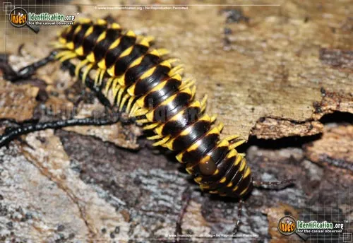 Millipede -R. mohicana - photo 2