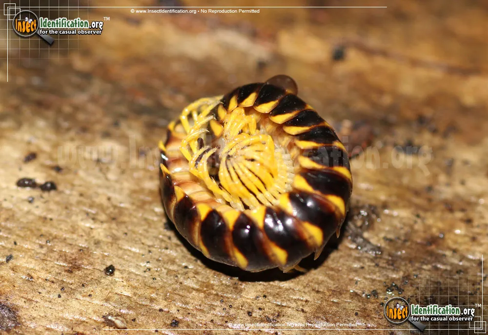 Millipede -R. mohicana - photo 3