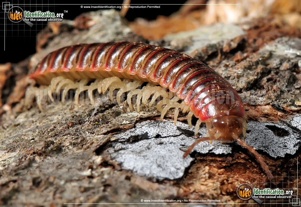 Millipede - Eurymerodesmus spp.