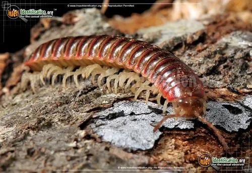 Millipede - photo 2