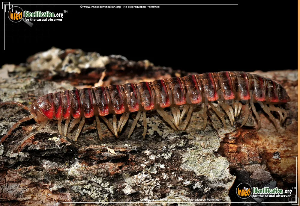 Millipede - photo 5