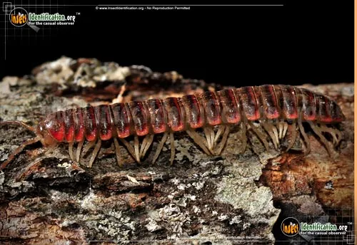Millipede - photo 6