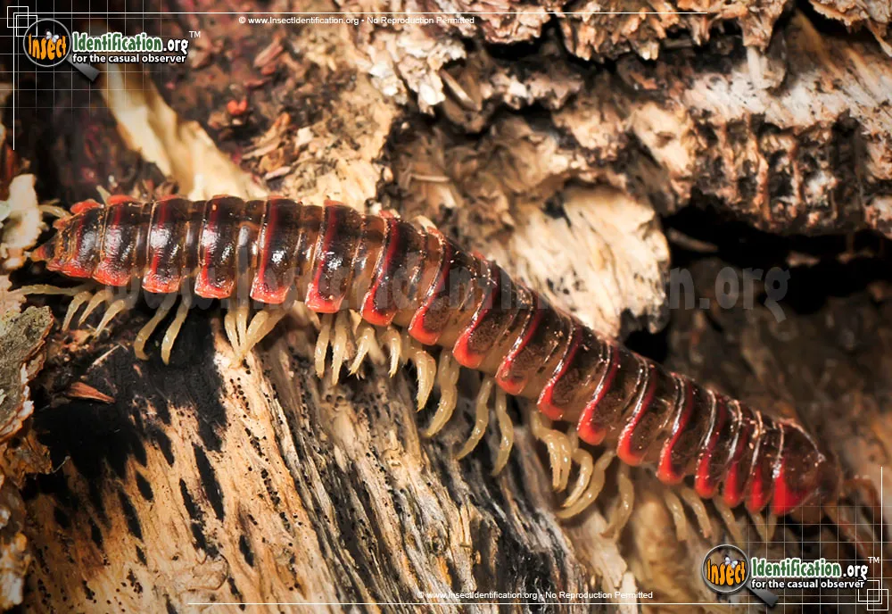 Millipede - photo 7