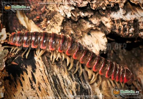 Millipede - photo 8