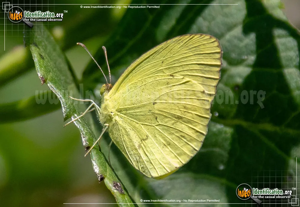 Mimosa Yellow Sulphur