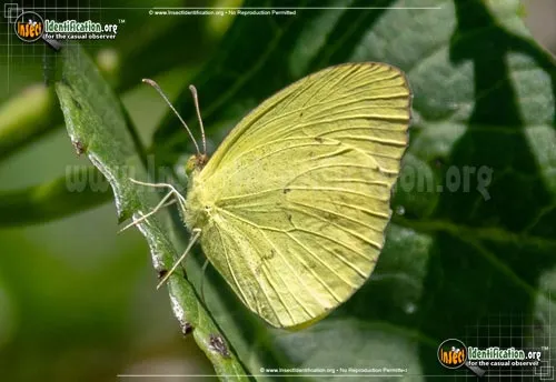 Mimosa Yellow Sulphur - photo 2