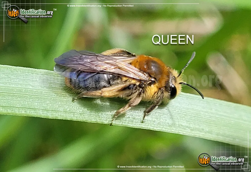 Miner Bee - Andrena spp.